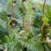 BLECHNUM Penna-marina Subsp.alpinum