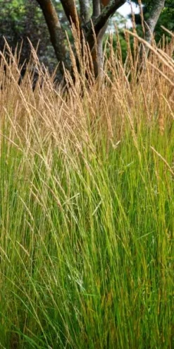 CALAMAGROSTIS X Acutiflora 'Karl Foerster'