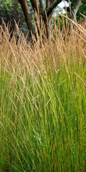 CALAMAGROSTIS X Acutiflora 'Karl Foerster' 1 CALAMAGROSTIS X Acutiflora 'Karl Foerster'