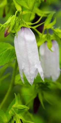 CAMPANULA 'Burghaltii'