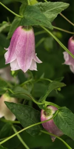 CAMPANULA Takesimana 'Elizabeth II'