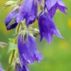 CAMPANULA 'Kent Belle'
