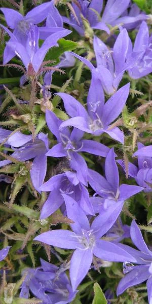 CAMPANULA Poscharskyana 1 CAMPANULA Poscharskyana