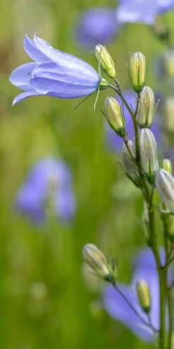 CAMPANULA Rotundifolia