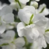 CARDAMINE Pratensis 'Flore Pleno' White-flowered (d)