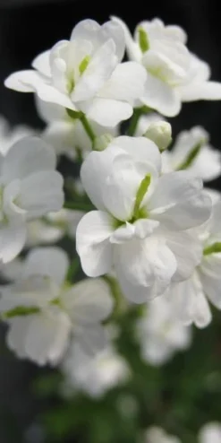 CARDAMINE Pratensis 'Flore Pleno' White-flowered (d)