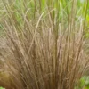 CAREX Buchananii