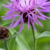 CENTAUREA Carniolica