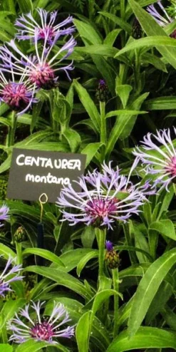 CENTAUREA Montana