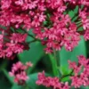 CENTRANTHUS Ruber Var. Coccineus