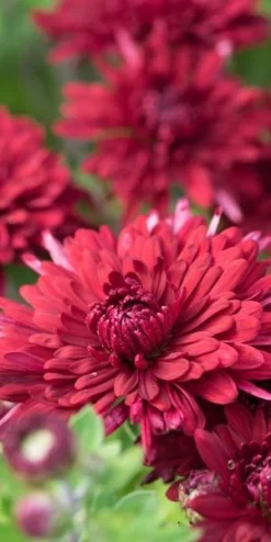 CHRYSANTHEMUM 'Ruby Mound' -PerennialPop Shop chrysanthemum ruby mound 040920