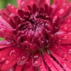 CHRYSANTHEMUM 'Ruby Mound'