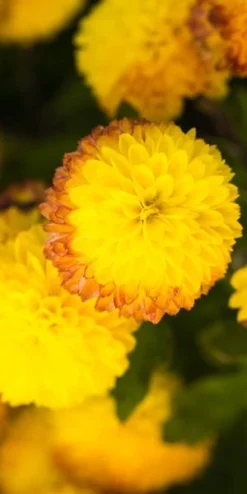 CHRYSANTHEMUM 'Yellow Pom Pom' -PerennialPop Shop chrysanthemum yellow pom pom 200323