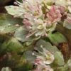 CHRYSOSPLENIUM Macrophyllum
