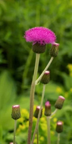 CIRSIUM Heterophyllum -PerennialPop Shop cirsium heterophyllum 5180009