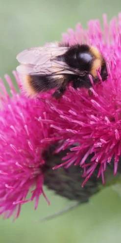 CIRSIUM Rivulare 'Atropurpureum' 5 CIRSIUM Rivulare 'Atropurpureum' -PerennialPop Shop cirsium rivulare atropurpurea