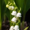 CONVALLARIA Majalis