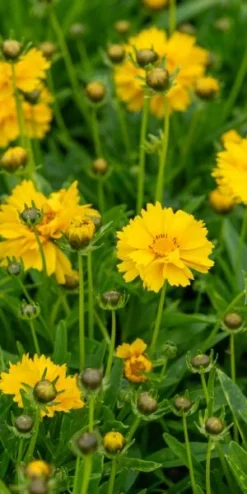 COREOPSIS Grandiflora 'Sunray' -PerennialPop Shop coreopsis grandiflora sunray 7080238