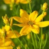 COREOPSIS Verticillata 'Grandiflora'
