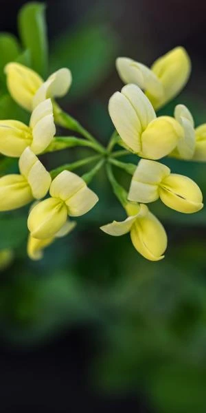 CORONILLA Valentina Subsp. Glauca 'Citrina' 1 CORONILLA Valentina Subsp. Glauca 'Citrina'