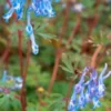 CORYDALIS Flexuosa 'China Blue'