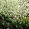 CRAMBE Cordifolia