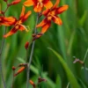 CROCOSMIA X Crocosmiiflora 'Emily McKenzie'