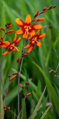 CROCOSMIA X Crocosmiiflora 'Emily McKenzie'