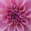 DAHLIA 'Confusion'