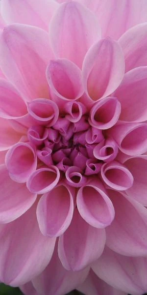 DAHLIA 'Confusion' 1 DAHLIA 'Confusion'