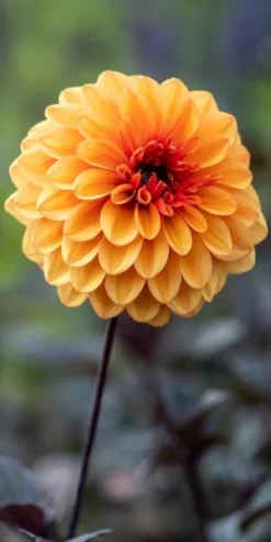 DAHLIA 'David Howard'
