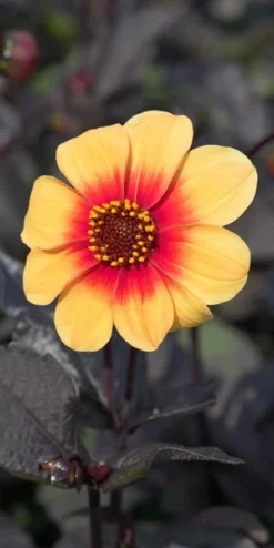 DAHLIA 'Moonfire' (Sin)