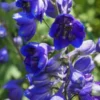 DELPHINIUM Black Knight Group