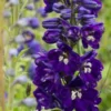 DELPHINIUM King Arthur Group