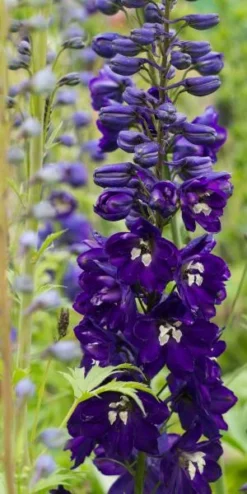 DELPHINIUM King Arthur Group