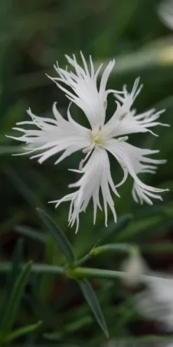DIANTHUS Arenarius 'Little Maiden'