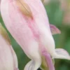 DICENTRA 'Stuart Boothman'