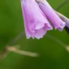 DIERAMA Pulcherrimum