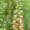 DIGITALIS Ferruginea
