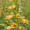 DIGITALIS Goldcrest ('Waldigone'PBR)