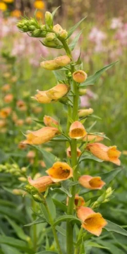 DIGITALIS Goldcrest ('Waldigone'PBR)