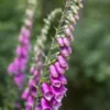 DIGITALIS Purpurea