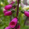 DIGITALIS Purpurea 'Camelot Series'