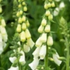 DIGITALIS Purpurea F. Albiflora