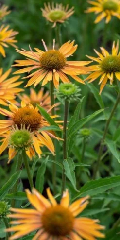 ECHINACEA 'Big Kahuna' PBR