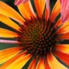 ECHINACEA 'Hot Summer' PBR