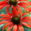 ECHINACEA 'Julia' (Butterfly Series) PBR