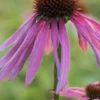 ECHINACEA Purpurea