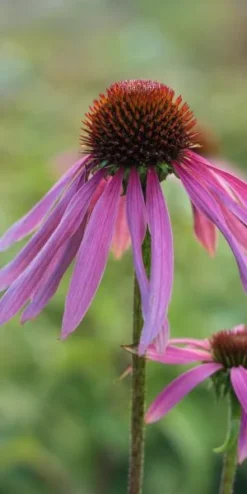 ECHINACEA Purpurea