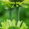 ECHINACEA Purpurea 'Green Jewel' PBR